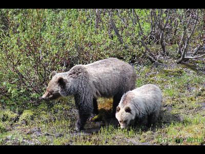 Grizzly Bears