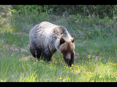 Grizzly Bears