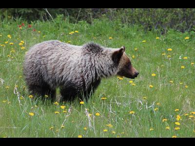 Grizzly Bears