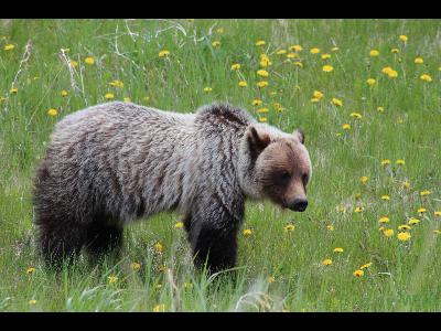 Grizzly Bears