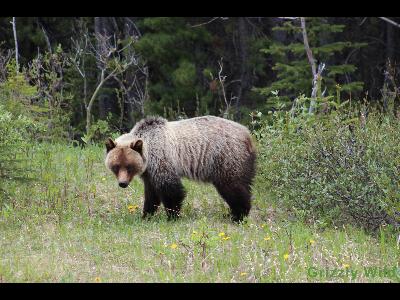 Grizzly Bears