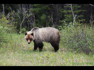 Grizzly Bears