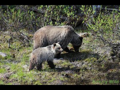 Grizzly Bears