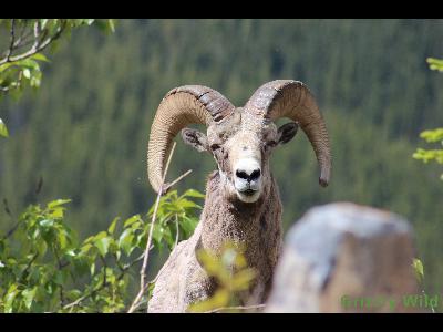 Rocky Mountain Sheep