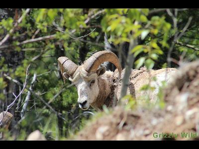 Rocky Mountain Sheep