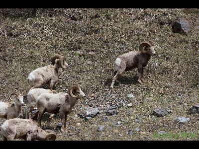 Rocky Mountain Sheep