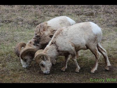 Rocky Mountain Sheep