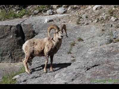 Rocky Mountain Sheep