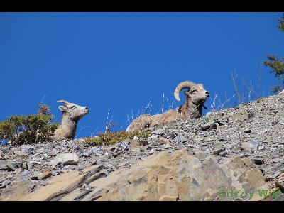 Rocky Mountain Sheep