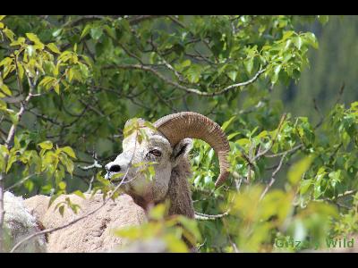 Rocky Mountain Sheep