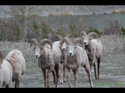 Rocky Mountain Sheep