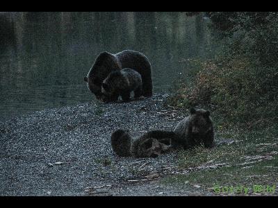 Grizzly Bears