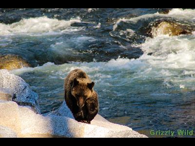 Grizzly Bears