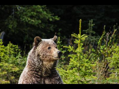 Grizzly Bears